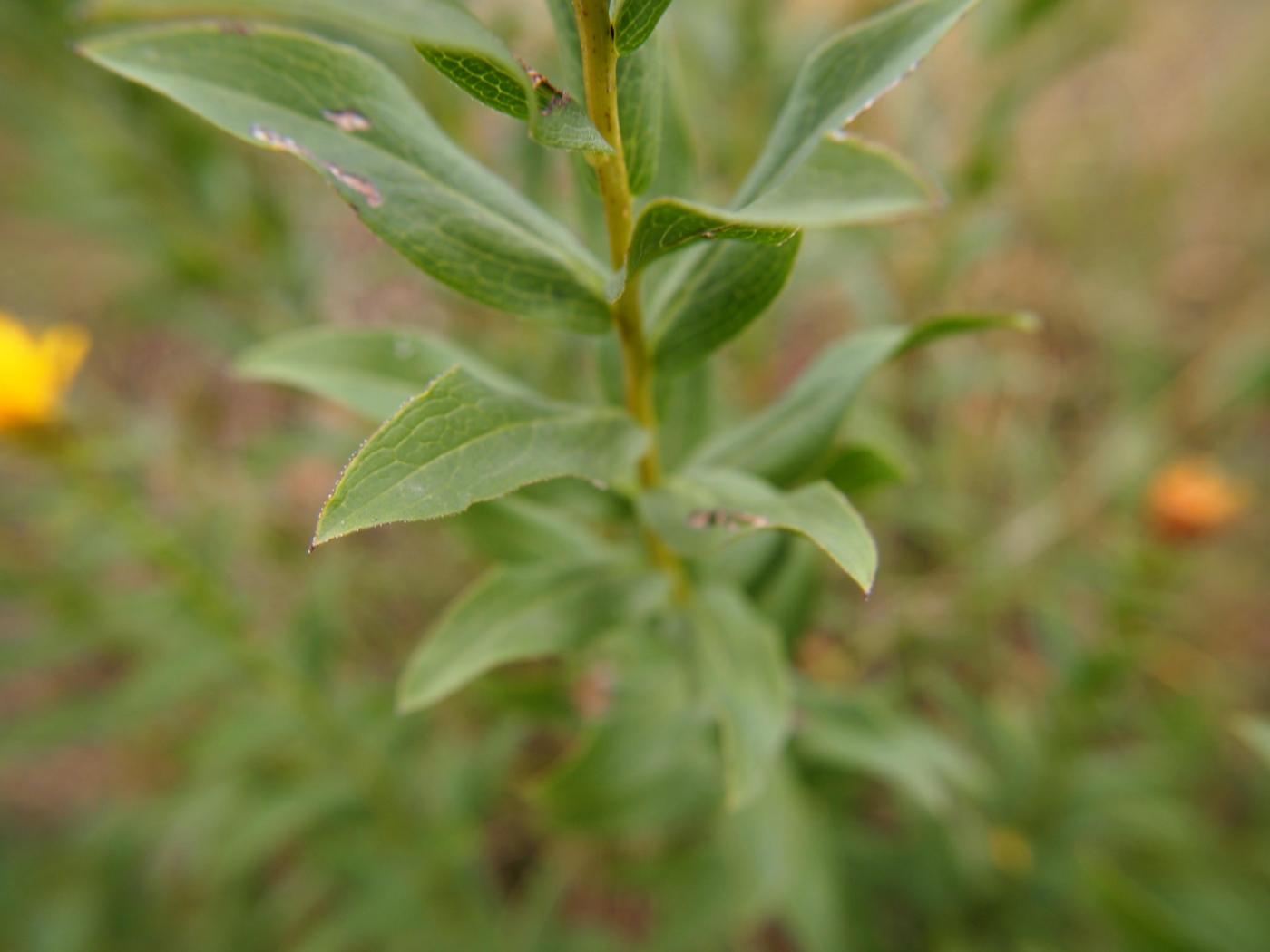 Fleabane, (Spirea-leaved) leaf